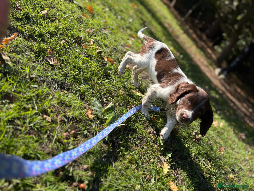 English Springer Spaniel dogs for sale: Springer spaniel pup  - Image 3