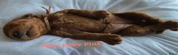 Cavapoo dogs for sale: 5 Gorgeous Cavapoo Puppies  - Advert 3