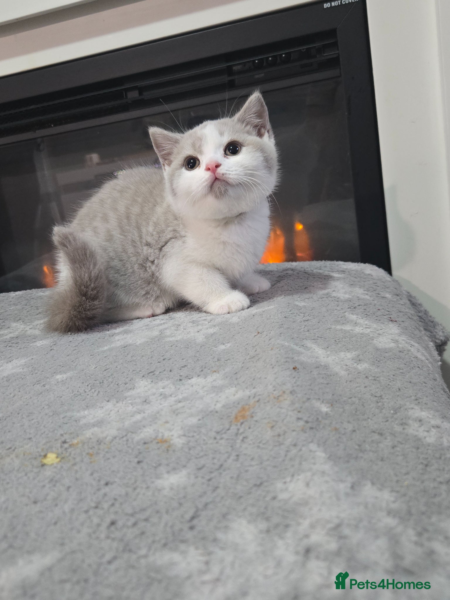 British Shorthair cats  british shorthair 2 boy 2girl  ready now - Advert 4