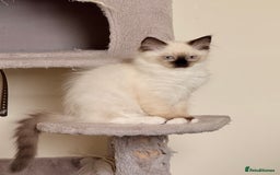 Ragdoll cats for sale: Glasgow Cats  - Image 7
