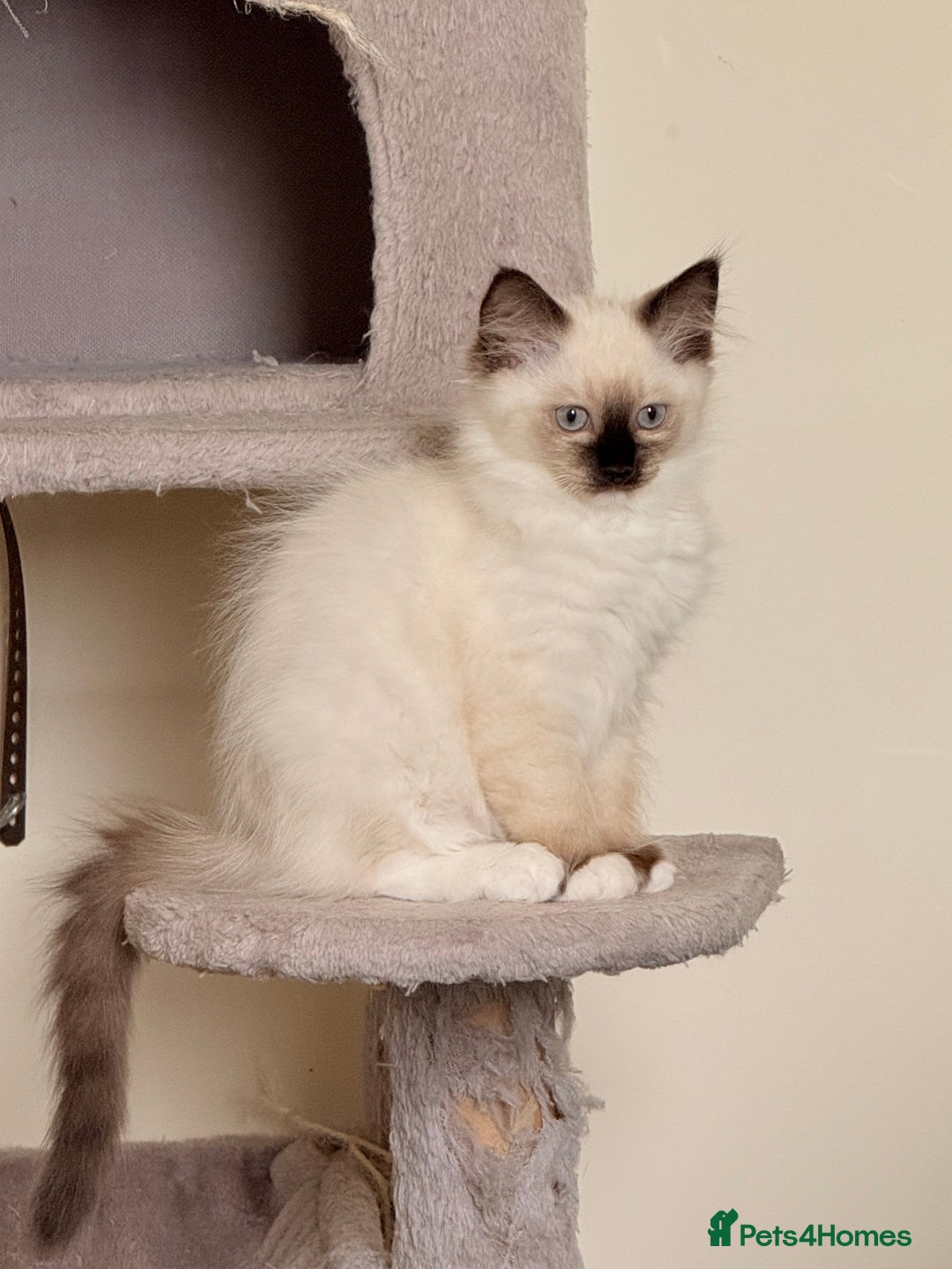 Ragdoll cats for sale: Glasgow Cats  - Image 7