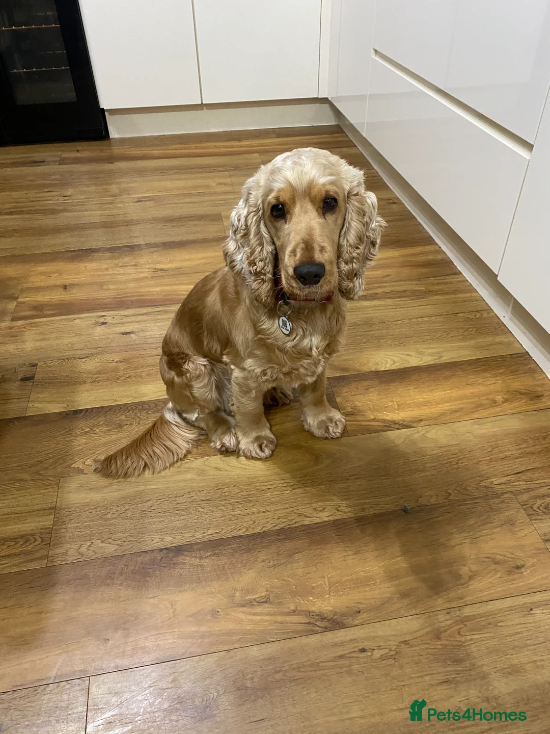 Cocker Spaniel dogs for sale: Stunning Litter of Show Cocker Spaniels  - Advert 3