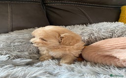 Maltipoo dogs for sale: Tiny Maltipoo Puppies - Image 7