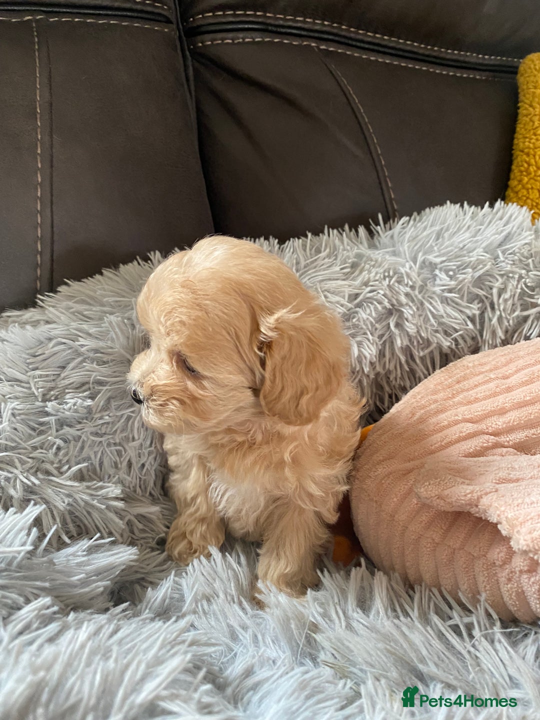 Maltipoo dogs for sale: Tiny Maltipoo Puppies - Image 7