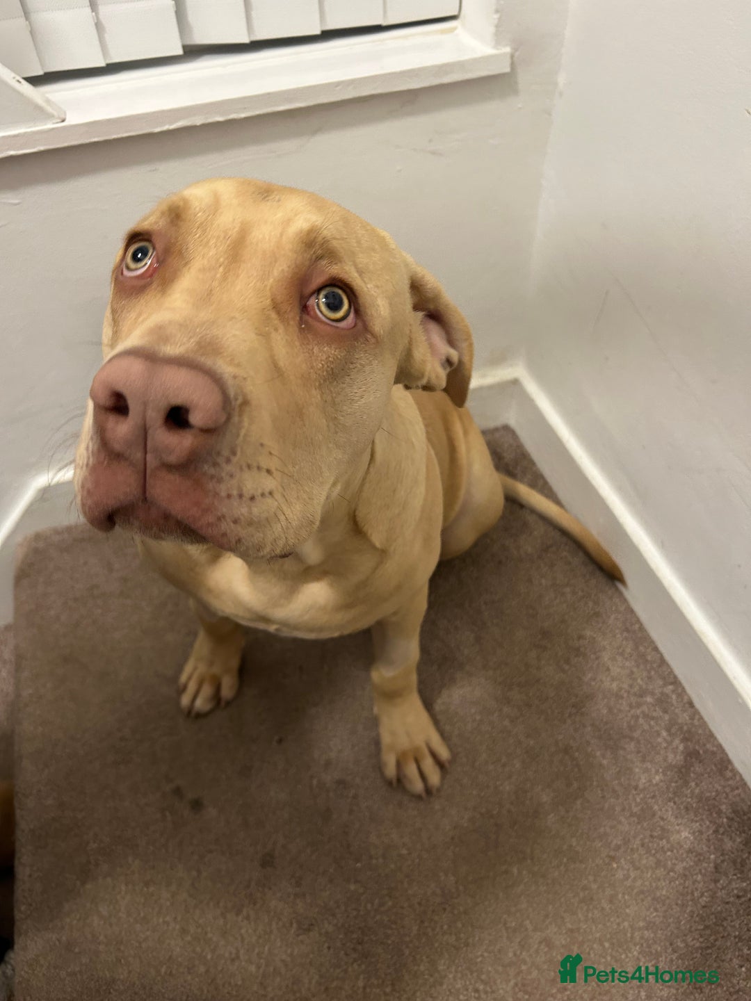 Mixed Breed dogs for sale: Lovely puppy  - Advert 2