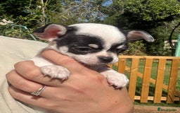 Chihuahua dogs for sale: *special KC black tricolour parti little boy* - Image 2