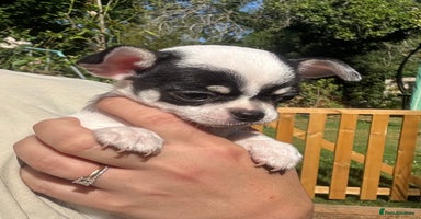 Chihuahua dogs - Advert 9