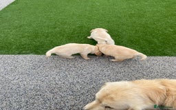 Golden Retriever dogs for sale: Beautiful KC reg Fluffy Golden Retriever Puppies - Image 15