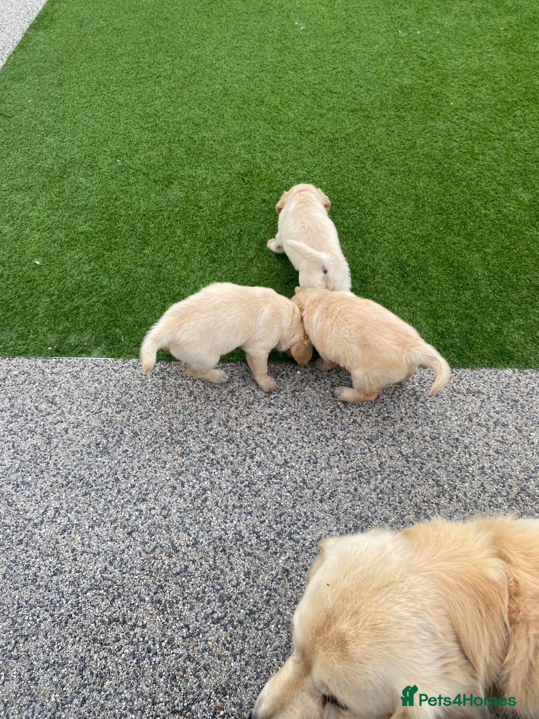 Golden Retriever dogs for sale: Beautiful KC reg Fluffy Golden Retriever Puppies - Image 15