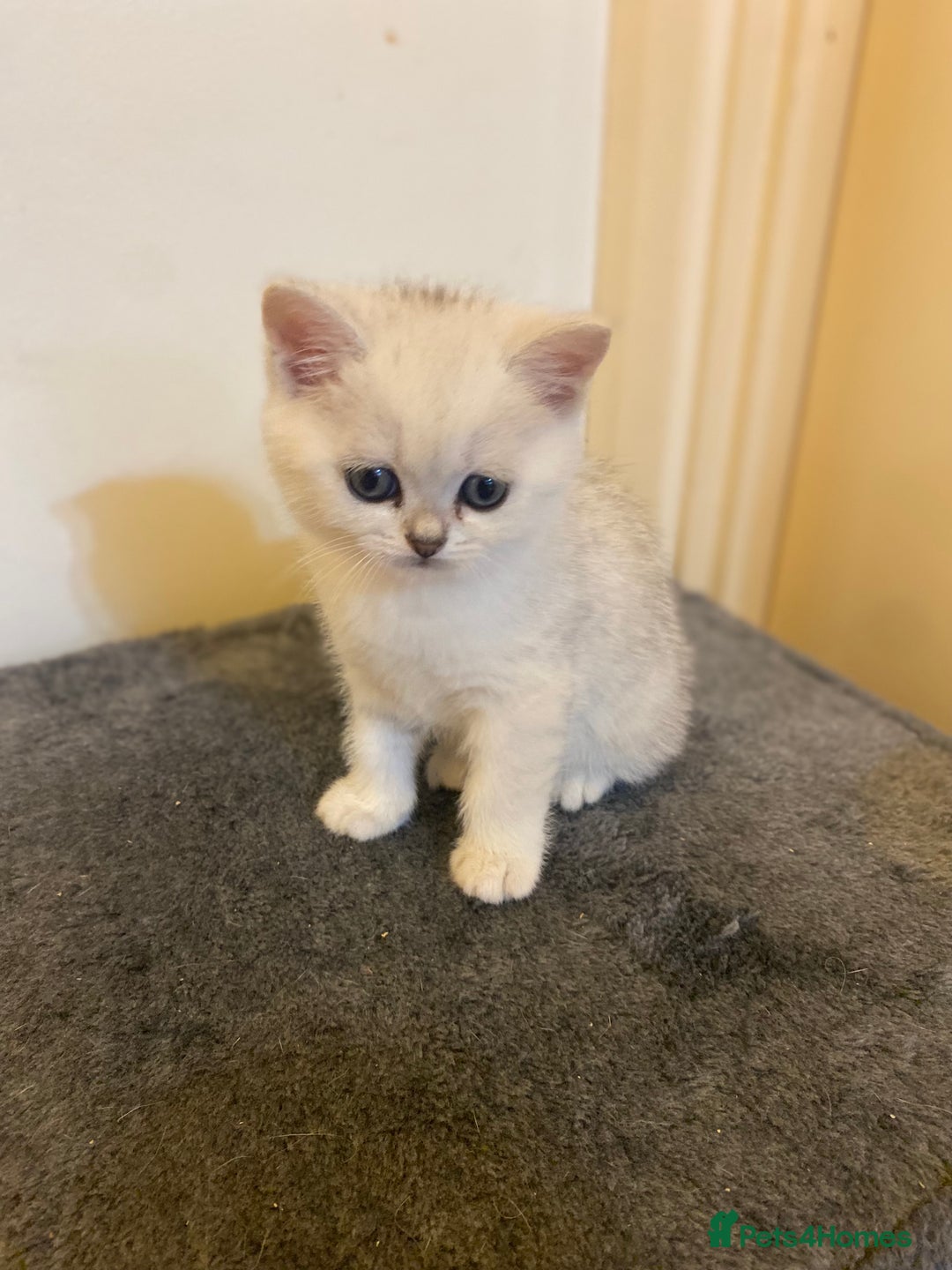 British Shorthair cats for sale: British shorthair kittens, cute and adorable  - Advert 4