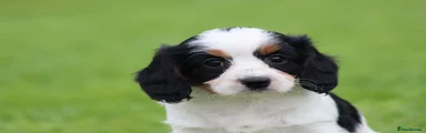 Cavapoo 1