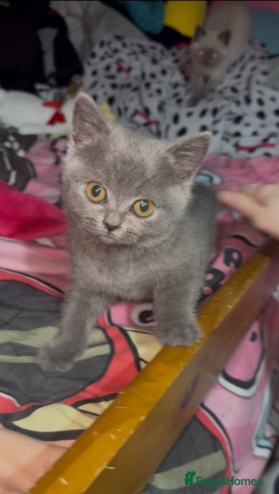 British Shorthair cats 4 British shorthair kittens - Advert 17