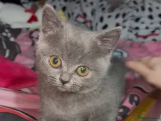 British Shorthair cats 4 British shorthair kittens - Advert 17