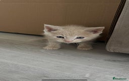 Mixed Breed cats for sale: Mix persian kittens - Image 12