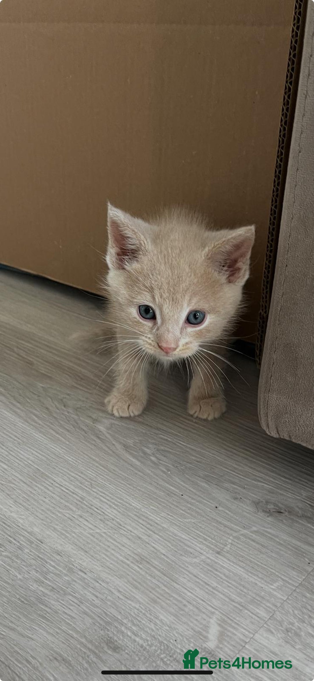 Mixed Breed cats for sale: Mix persian kittens - Image 12