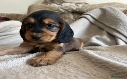 Cockapoo dogs for sale: Cockapoo Puppies looking for their forever home! - Image 2