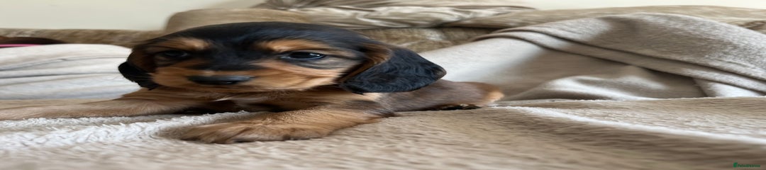  Puppy 8