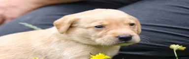 Labrador Retriever 2