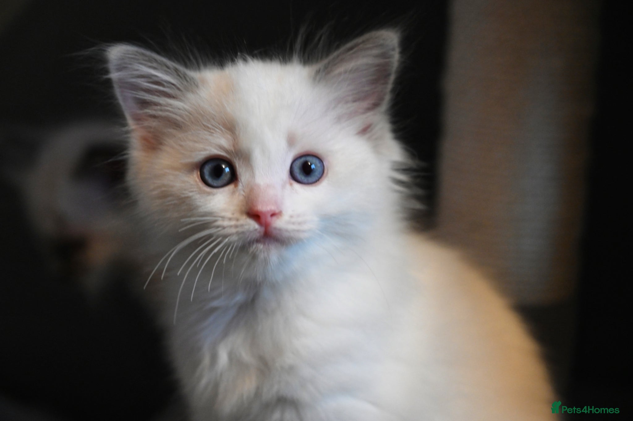 Ragdoll cats TICA reg Ragdoll – Blue Bicolour girl remaining - Advert 12