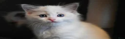 Ragdoll cats for sale: Ready now TICA Ragdoll Blue Bicolour girl - Advert 28