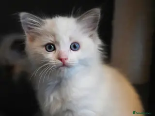 Ragdoll cats TICA reg Ragdoll – Blue Bicolour girl remaining - Advert 12