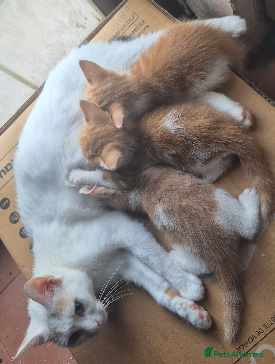 Mixed Breed cats for sale: Kittens looking for forever homes - Image 10