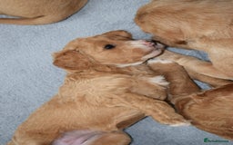 Mixed Breed dogs for sale: ✨Health Tested Australian Labradoodles ✨ - Image 30