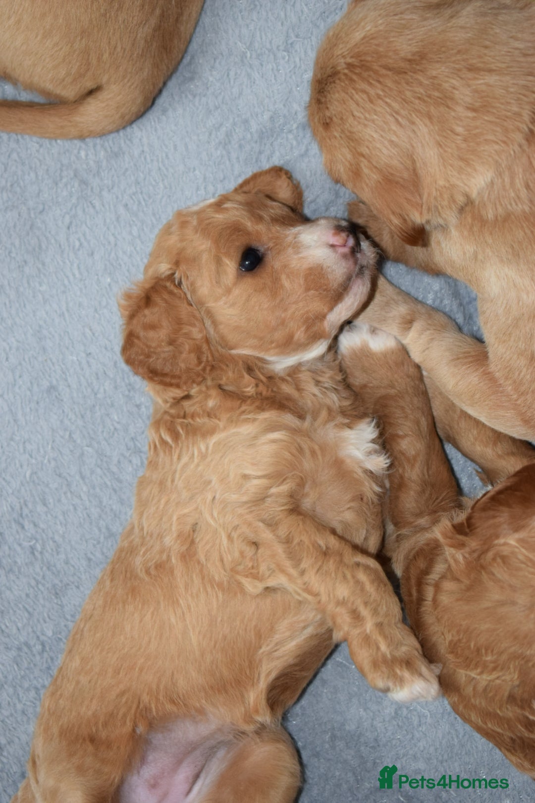 Mixed Breed dogs for sale: ✨Health Tested Australian Labradoodles ✨ - Image 30