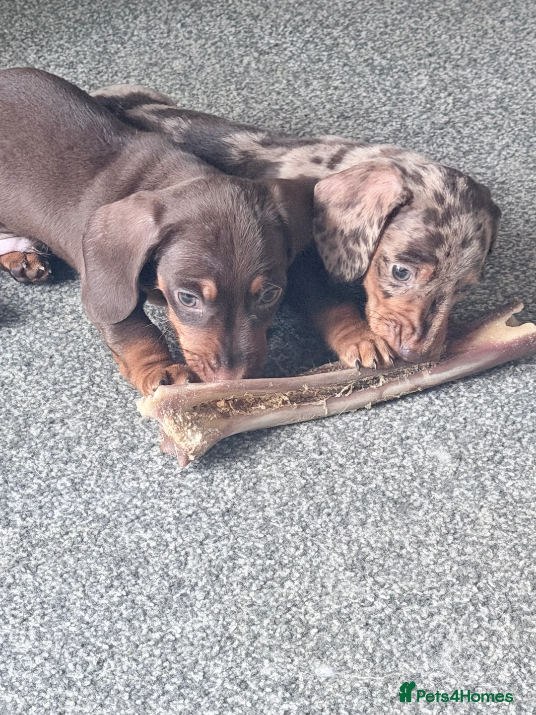 Miniature Dachshund dogs for sale: Exceptional KC Registered Miniature Dachshund Boys - Advert 16