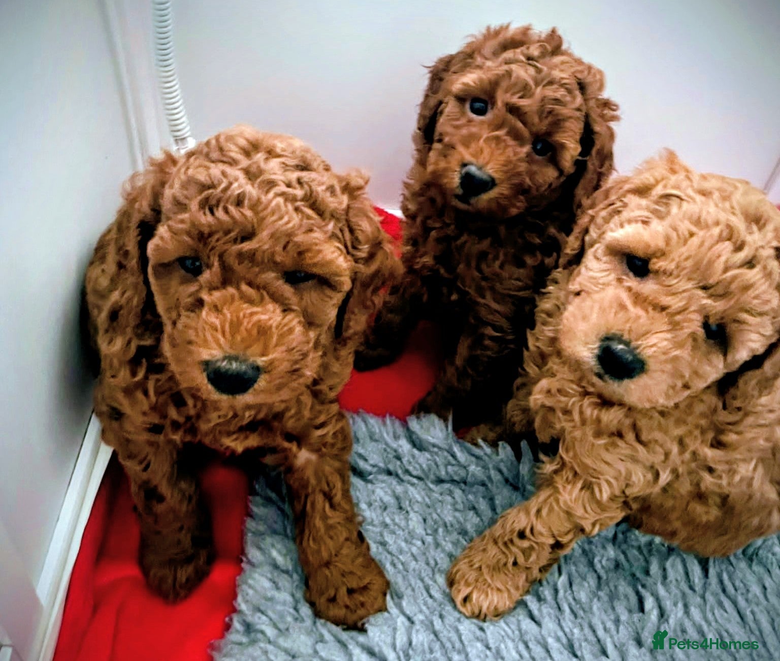 Miniature Poodle dogs GORGEOUS 💕Red Miniature Poodle Puppies  - Advert 1