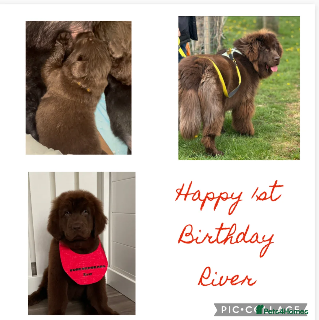 Newfoundland dogs for stud: KC REGISTERED NEWFOUNDLAND STUD HEALTH TESTED  in Basildon - Advert 31