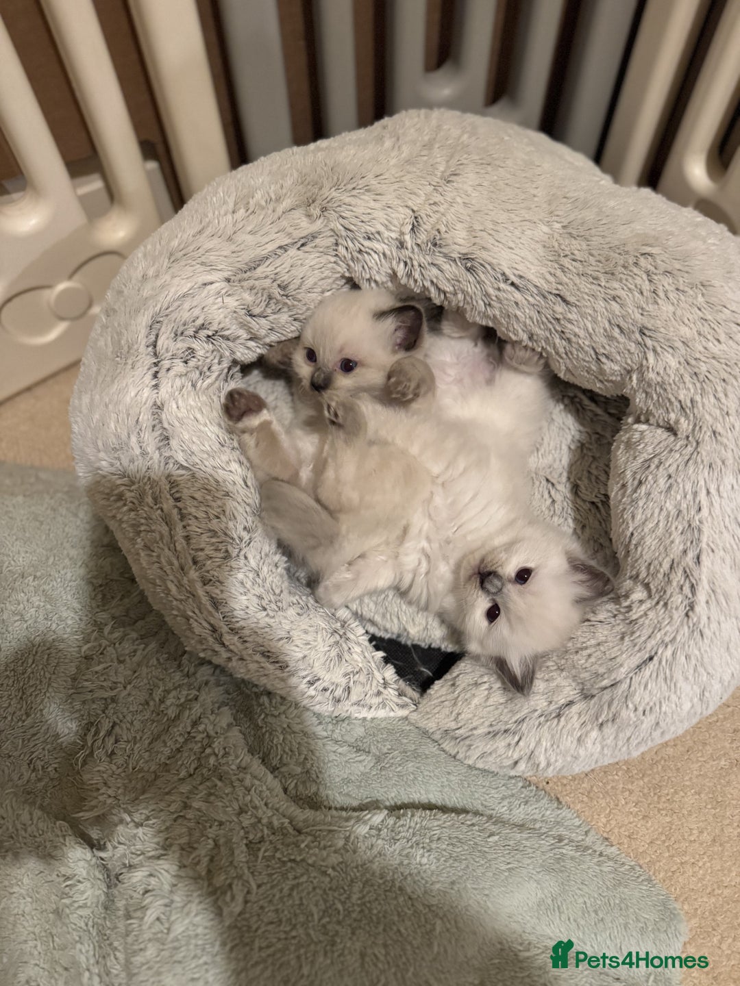 Ragdoll cats for sale: Adorable Ragdoll Kittens  - Image 9