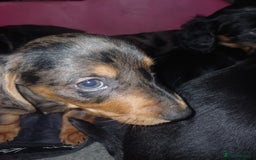 Dachshund dogs for sale: Miniature Dachshund puppies - Image 9