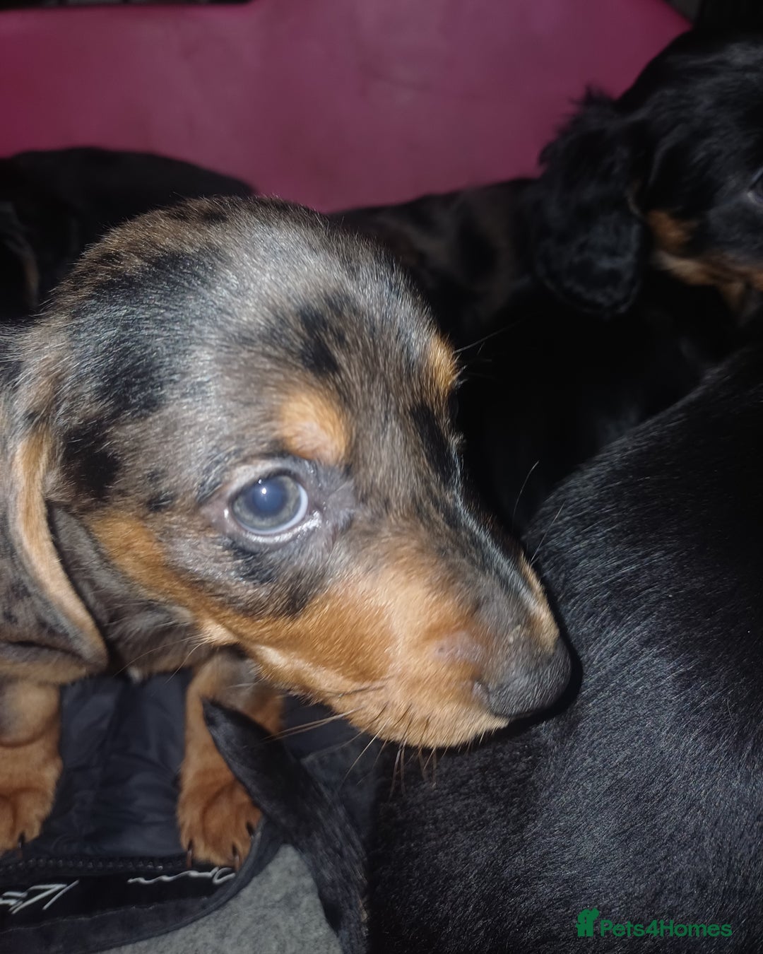 Dachshund dogs for sale: Miniature Dachshund puppies - Image 9