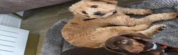 Dachshund dogs for sale: Dachshund and floodle in Lichfield - Advert 4