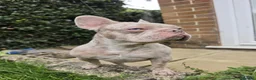 French Bulldog dogs for stud: KC Isabella Merle French Bulldog Stud Blue Eye - Advert 3