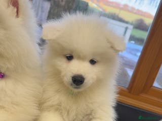 Samoyed dogs 3 girls left - Advert 1