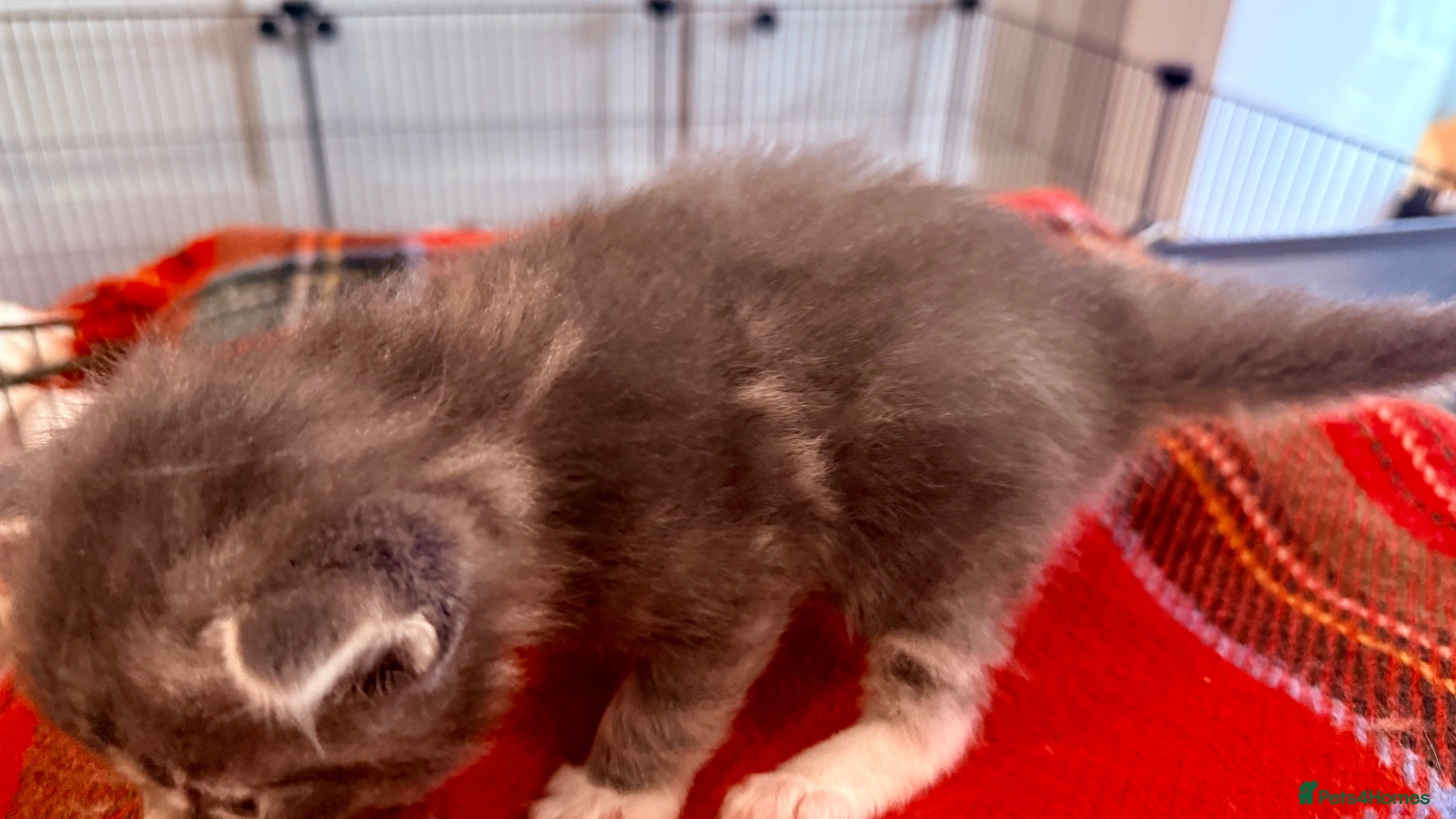 Ragcoon cats for sale: Gorgeous, fluffy litter of 6 RagCoon Kittens - Advert 11