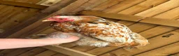 Chickens poultry for sale: Pekin bantams flock  - Advert 2