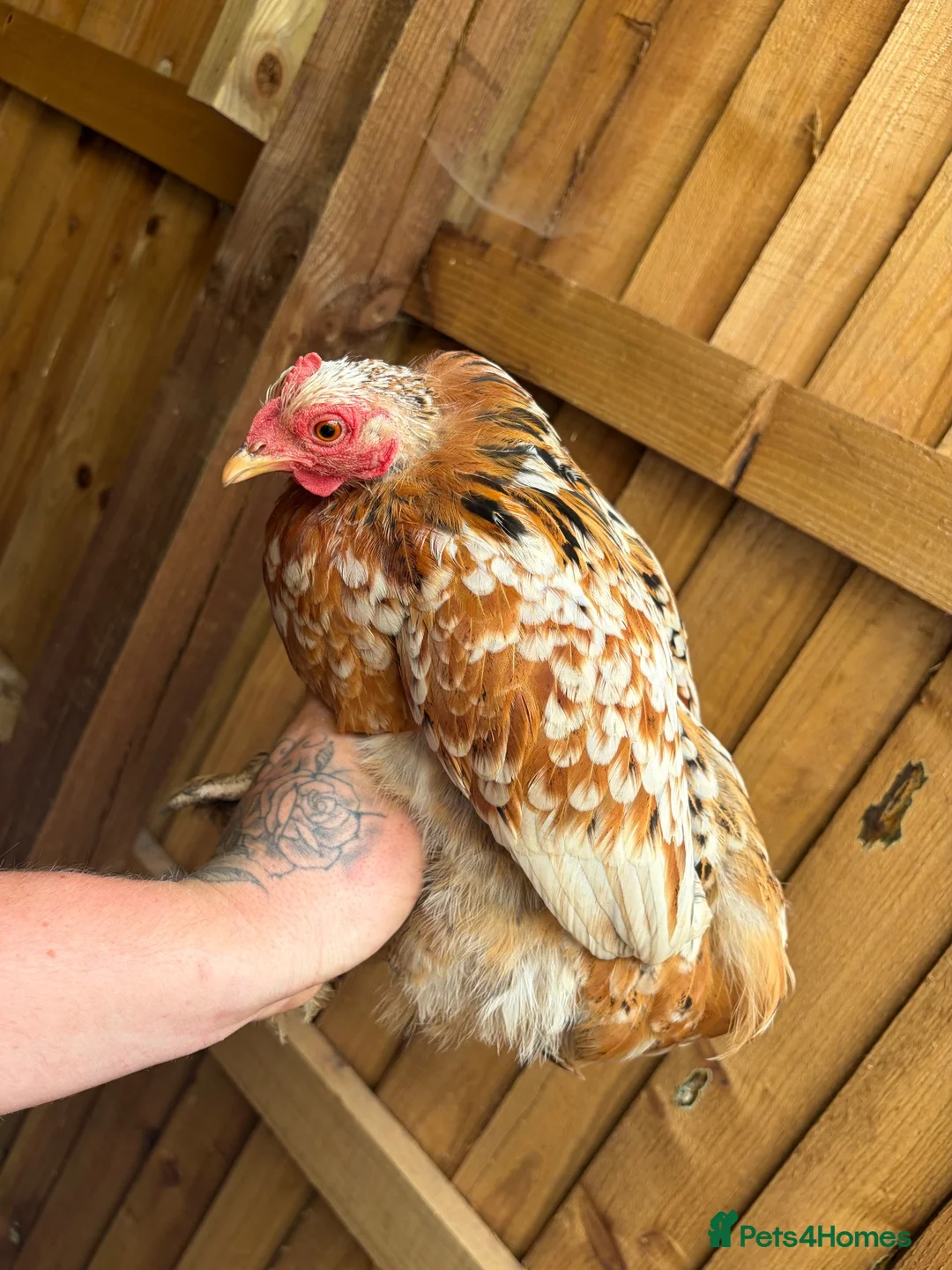 Chickens poultry for sale: Pekin bantams flock  - Advert 2