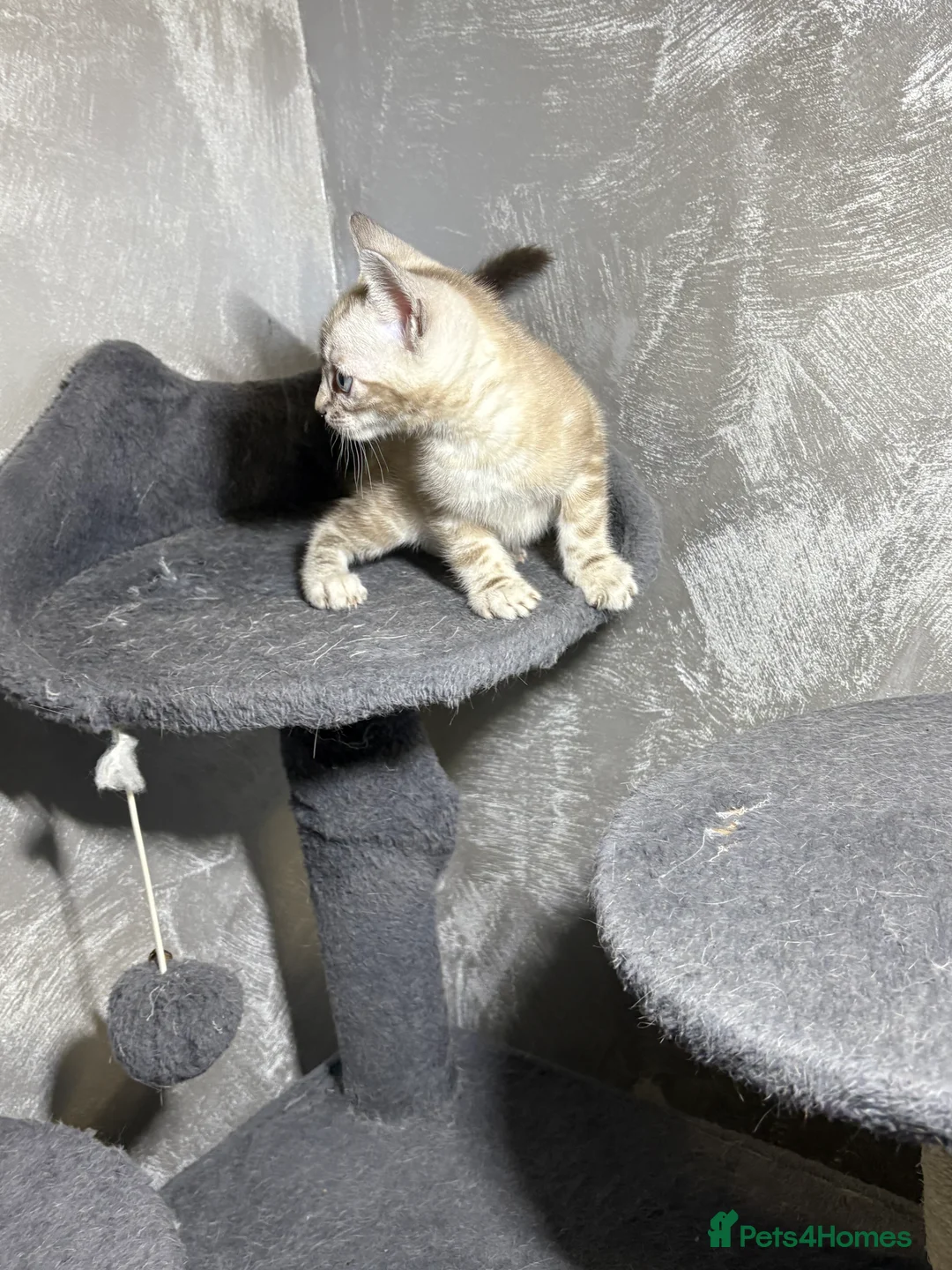 Bengal cats for sale: Bengal tiger kittens  - Advert 8