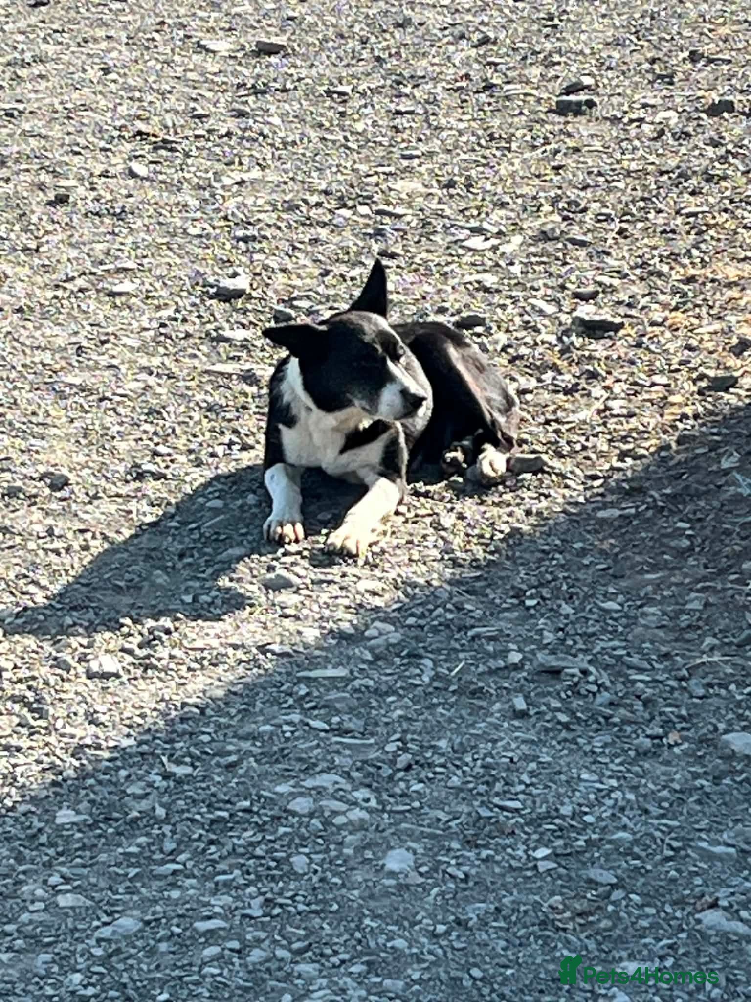 Border Collie dogs Pip 7 Year old Collie - Advert 1