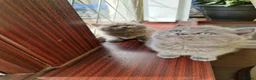 British Shorthair cats for sale: British shorthair blue BSH kittens - Advert 34