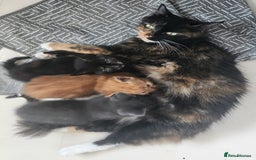Mixed Breed cats for sale: Gorgeous Kittens  - Image 8