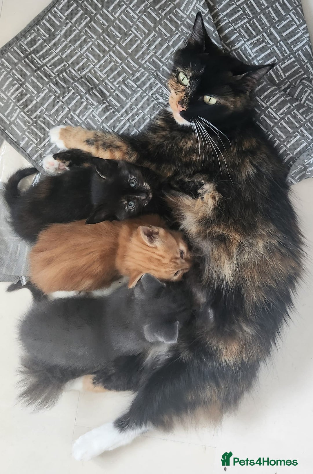Mixed Breed cats for sale: Gorgeous Kittens  - Image 8