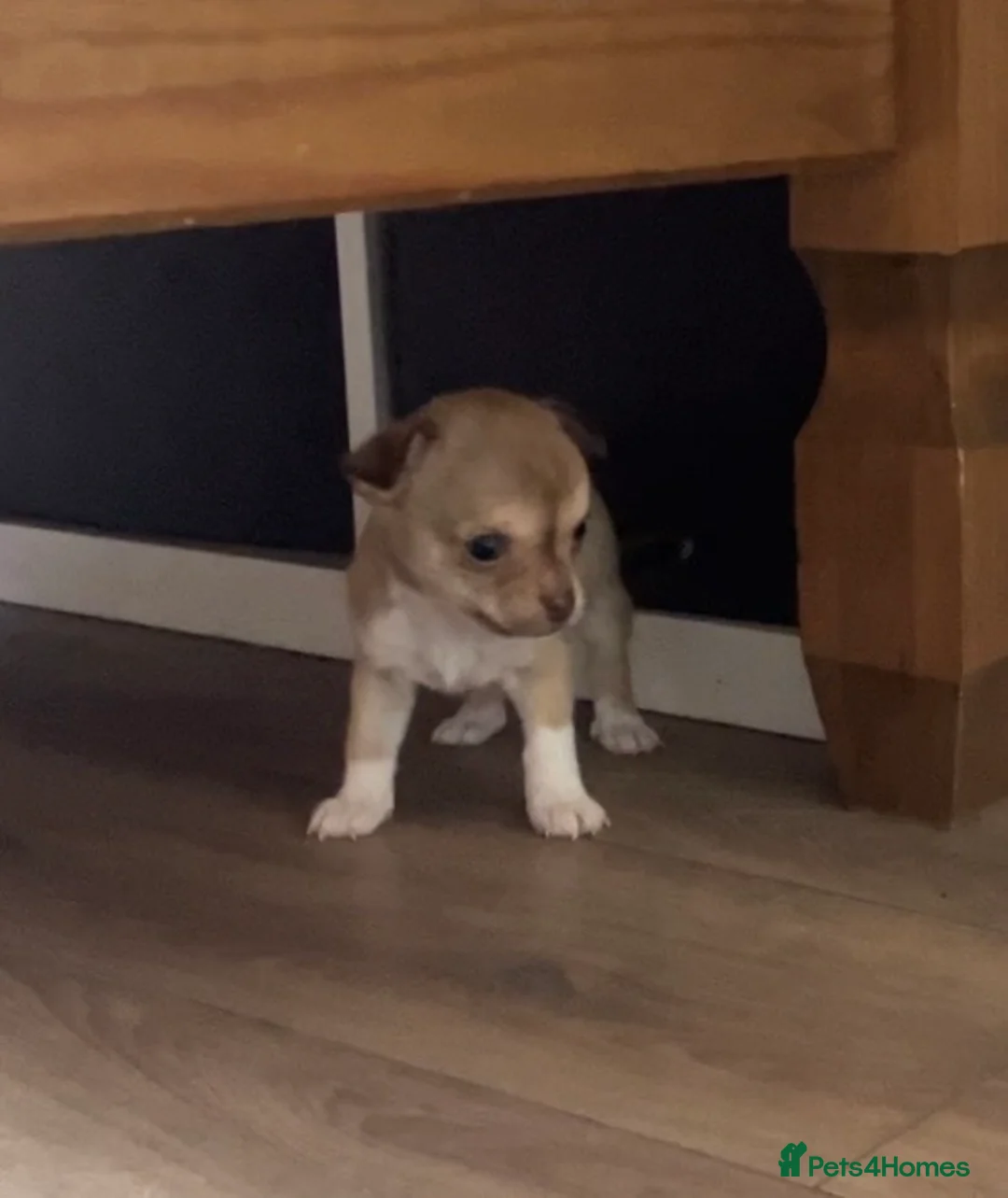 Chihuahua dogs for sale: CHIHUAHUA PUPPIES 3 only available now  - Advert 2