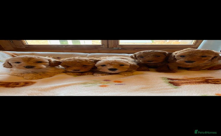 Cavapoo dogs - Advert 3