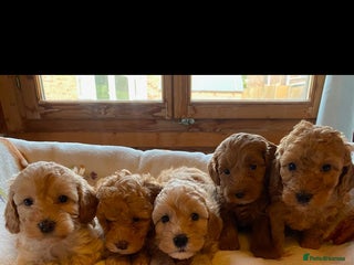 Cavapoo dogs - Advert 15