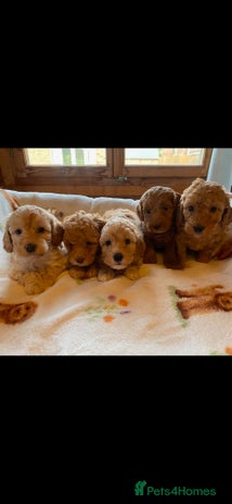 Cavapoo dogs - Advert 3