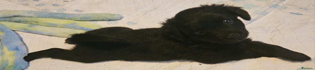 Pomapoo Puppy 1